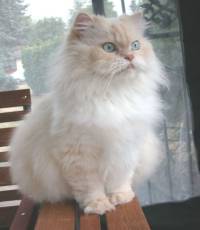 World's most popular cat breeds