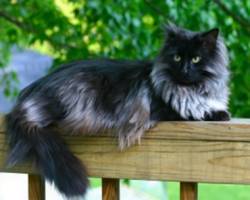 Long Hair Cat Breeds