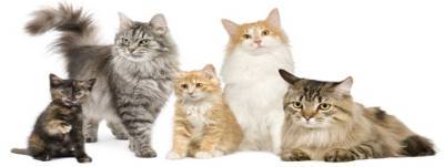 Ultimate Guide to Common Cat Breeds, Different Cats