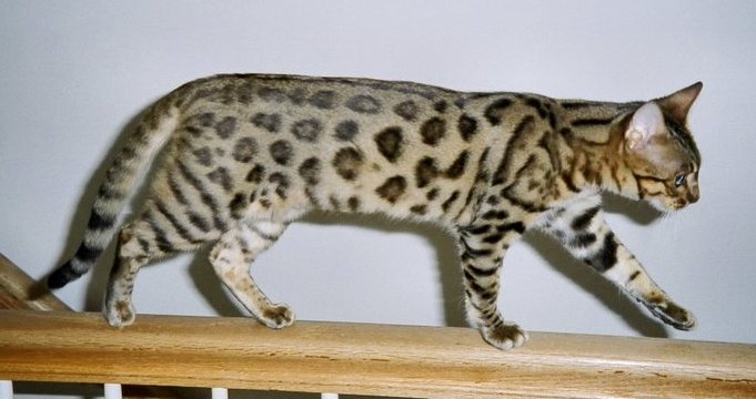 cat leopard