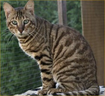 large tabby cat breeds