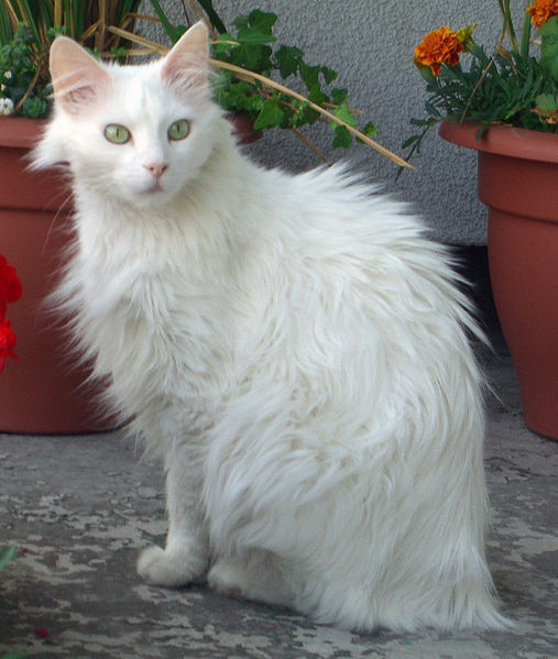 turkish angora cat breeds