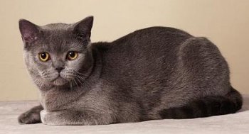 The British Shorthair Cat Breed