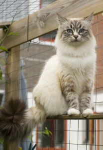 Siberian Cat Breed